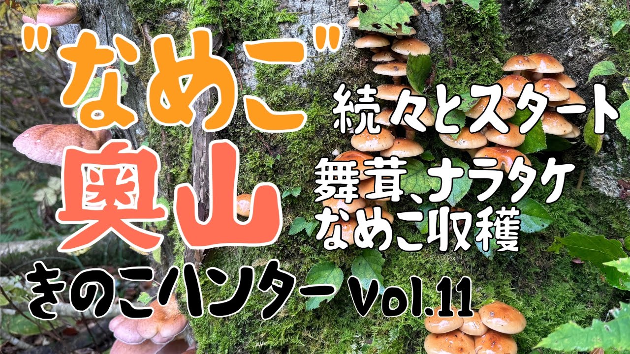 きのこハンターVol.11 なめこ続々スタート〜奥山きのこ収穫〜