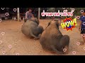 นาโนมาโชว์อยู่บ้านทองเพชร🐘‼️💢