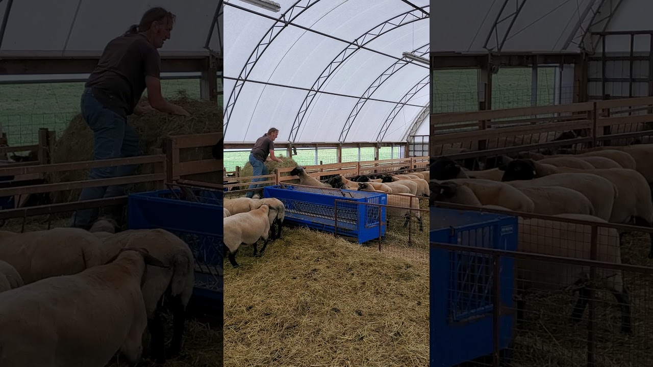 Feeding Hay to Sheep