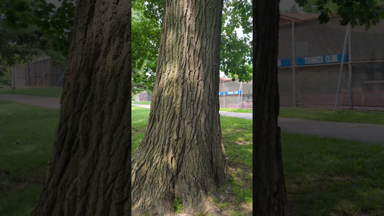 Understanding the Trunk of a Real Tree: Definition of Trunk Explained