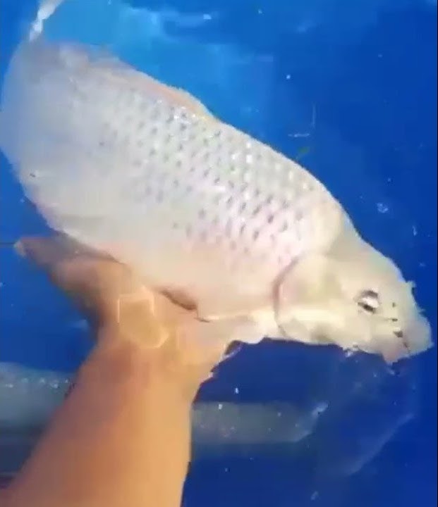 wow ikan ajaib 😀😀    jenis koi paling langka#shorts