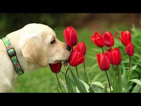 Male and female dog names for labrador retrievers [Research]