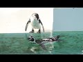 おたる水族館のペンギン(Penguins at Otaru Aquarium)