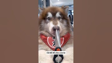 Khi Đông Dương Báo Bố Và Cái Kết #thúcưng #vậtnuôi #chómèohàihước #funny