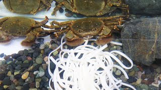 Crabs eat noodles! - YouTube