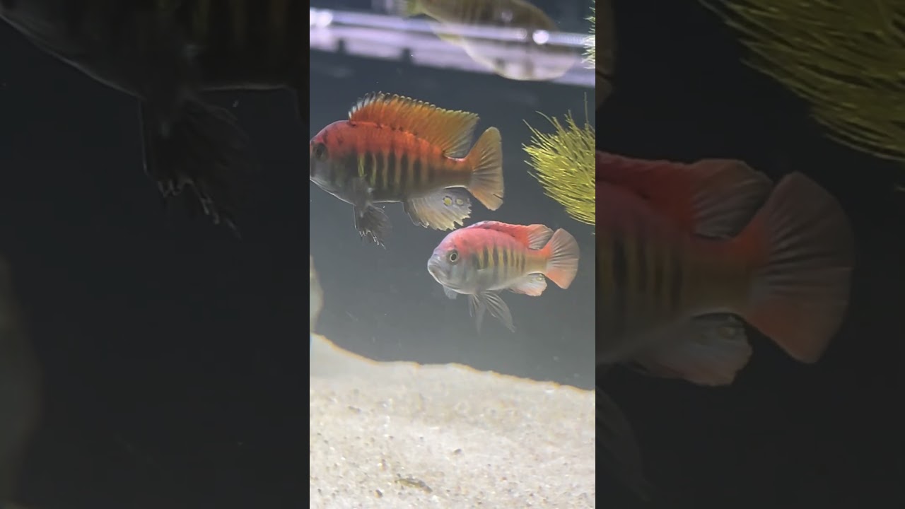Red Cichlids Jack’s Fish Room TOUR #cichlids #cichlidtank #cichlid #fish #fishtank #fishvideo #red