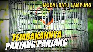 tembakannya panjang panjang || di event the legend murai batu nusantara lampung