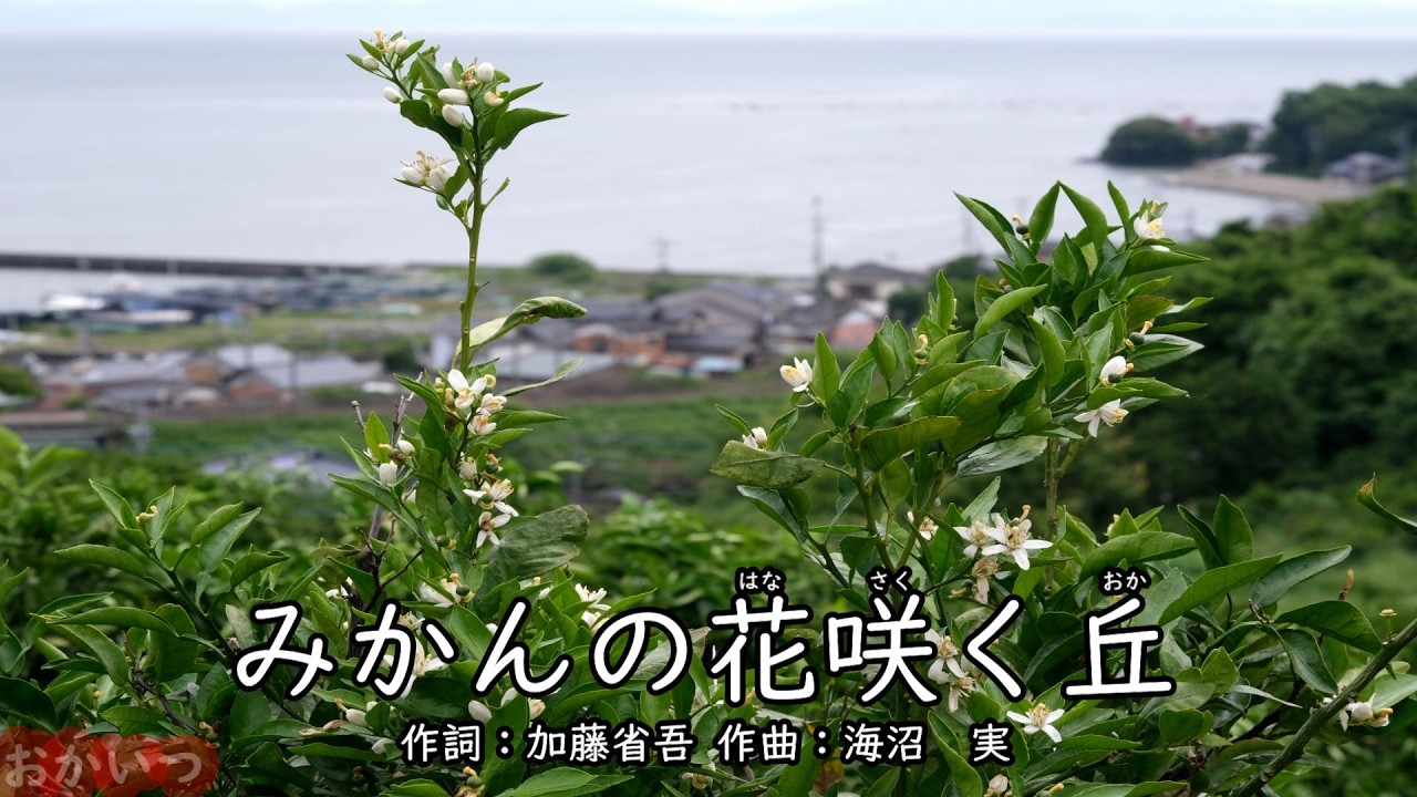 The Hill Where Mandarin Orange Blossoms Bloom (Okaasan to Issho