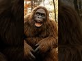 Bigfoot jokes dry