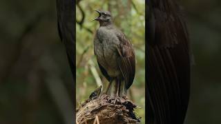 Viral bird master, make people laugh out loud funny videos entertainment +62 viral funny videos