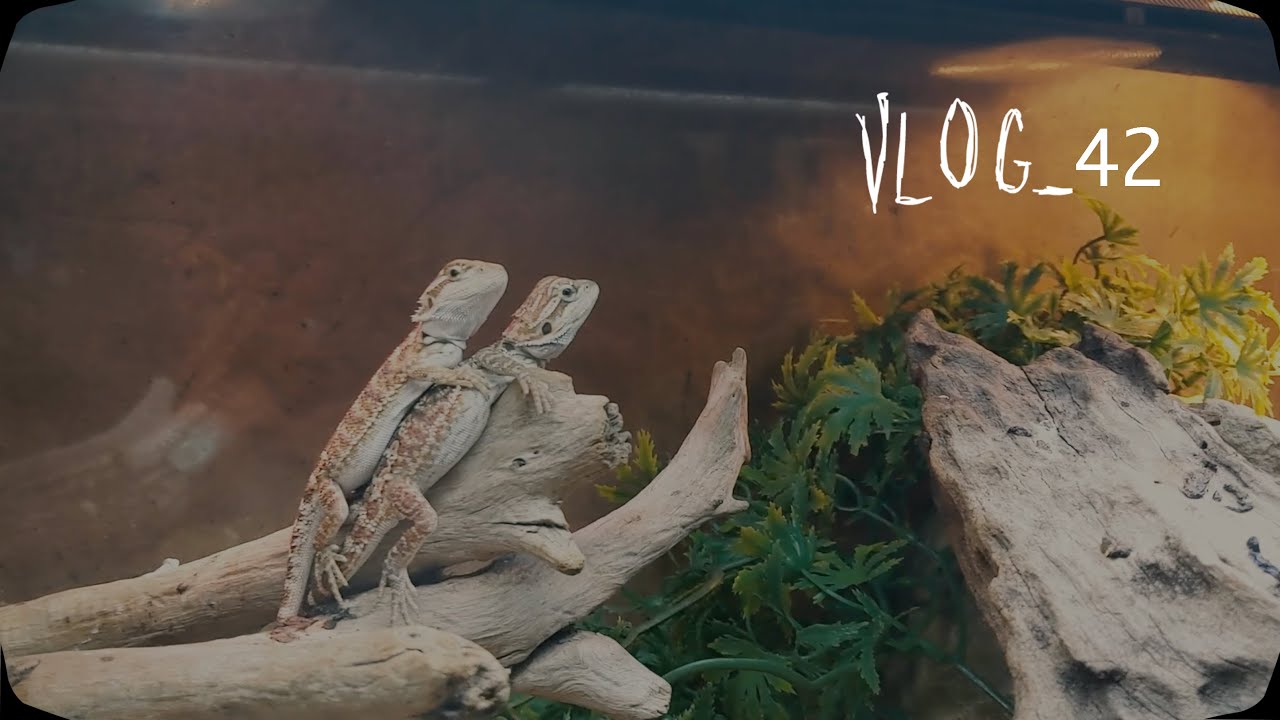 Reptile Store YouTube Reptile Store YouTube
