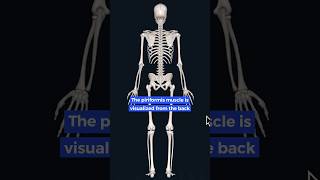 Where is the Piriformis muscle?