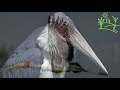 Голоса птиц Как поёт аист Марабу