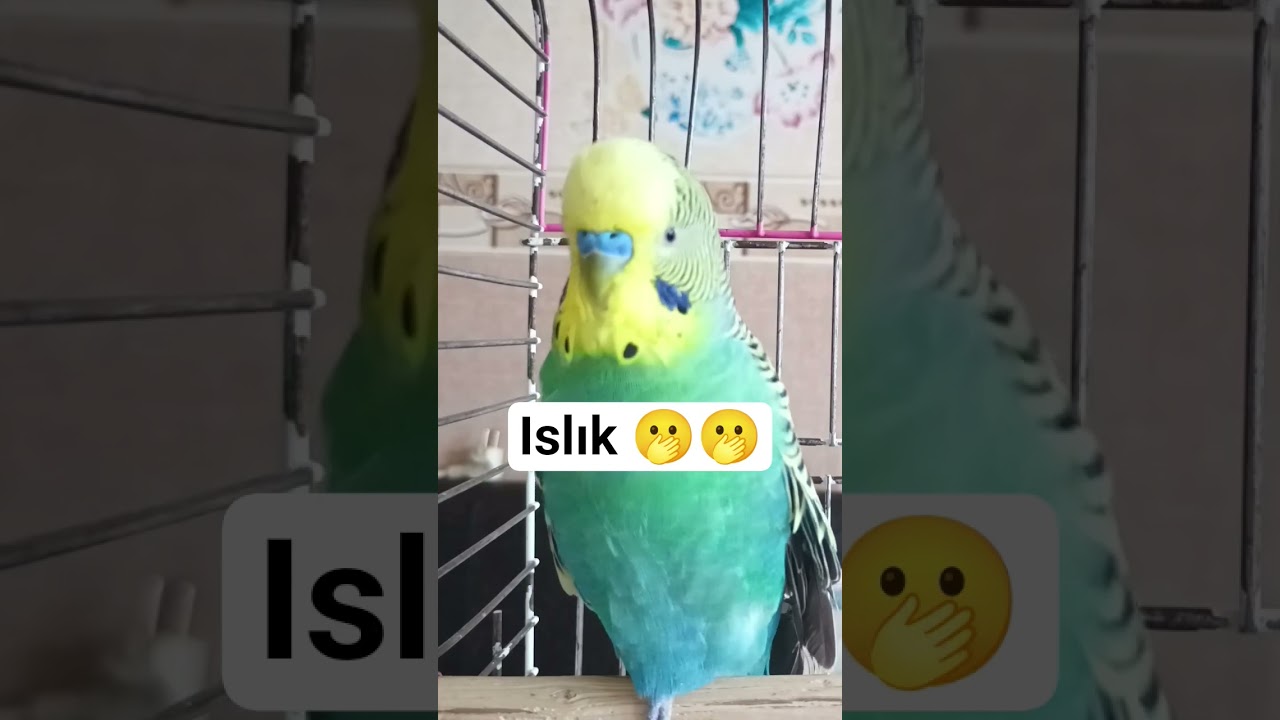 Muhabbet kuşu ıslık sesi #budgies #talkingparot #birds #parrot #birdsong #parakeet #muhabbetkuşu