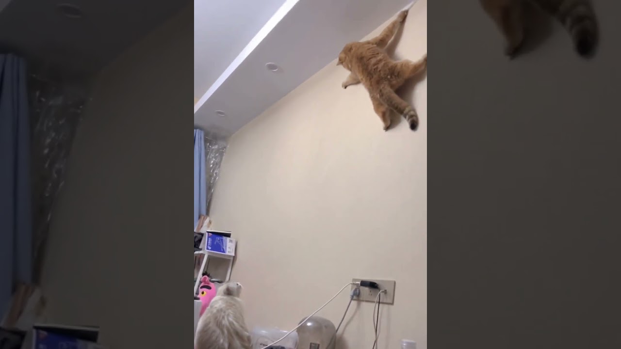 LOL, Cats Are Super Funny & Crazy Funny Cats Shorts Videos Compilations 😺😂😂 -EPS697