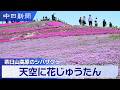 【4K・字幕】 茶臼山高原でシバザクラが見頃｜愛知県豊根村