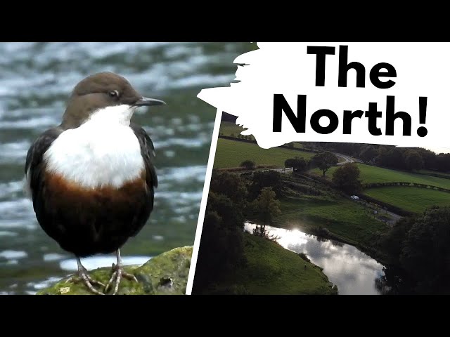 WILDLIFE in the North of England! class=