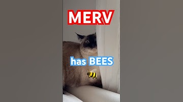 TALKiNG  CAT HELPS WITH BEES. merv