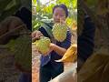 Giant Custard Apple Harvesting Farming RomFarm 
