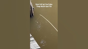 Câu Cá Rô Đồng Bến Sông Hay Rửa Chén