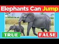 Animal fun facts true or false bonanza quiz