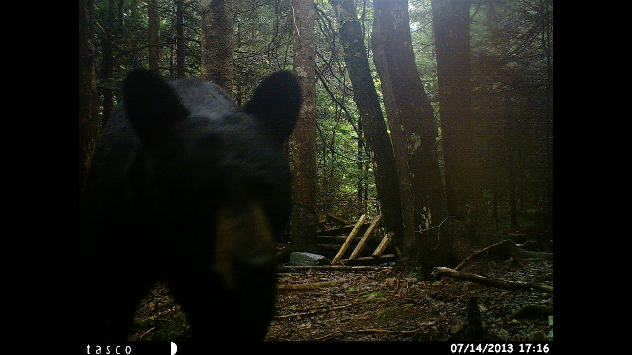 Shotgun Black Bear Hunt YouTube