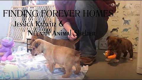 Finding Forever Homes: E5  Puppies and Single Ladies