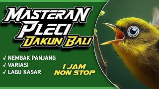 MASTERAN PLECI DAKBAL PALING TOP // NEMBAK KASAR - NEMBAK PANJANG MUKIDI ENDOK TATTO  #masteranpleci