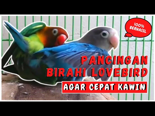 SUARA LOVEBIRD KAWIN 100% AMPUH LANGSUNG BIRAHI class=