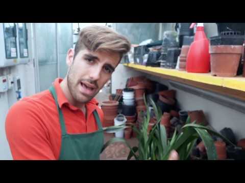 Video: Dividi piante - Posso dividere una pianta?