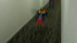 Simon the scarlet macaw first flight