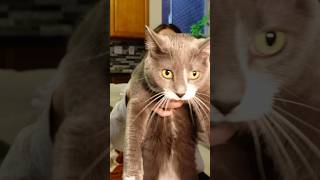 #ad whenever my roommate gets messy, my @bissell #LittleGreenMini saves the day 🧼 #BISSELLPartner