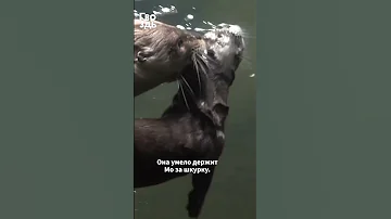 Мама выдра учит дочку плавать #shorts #cuteanimals