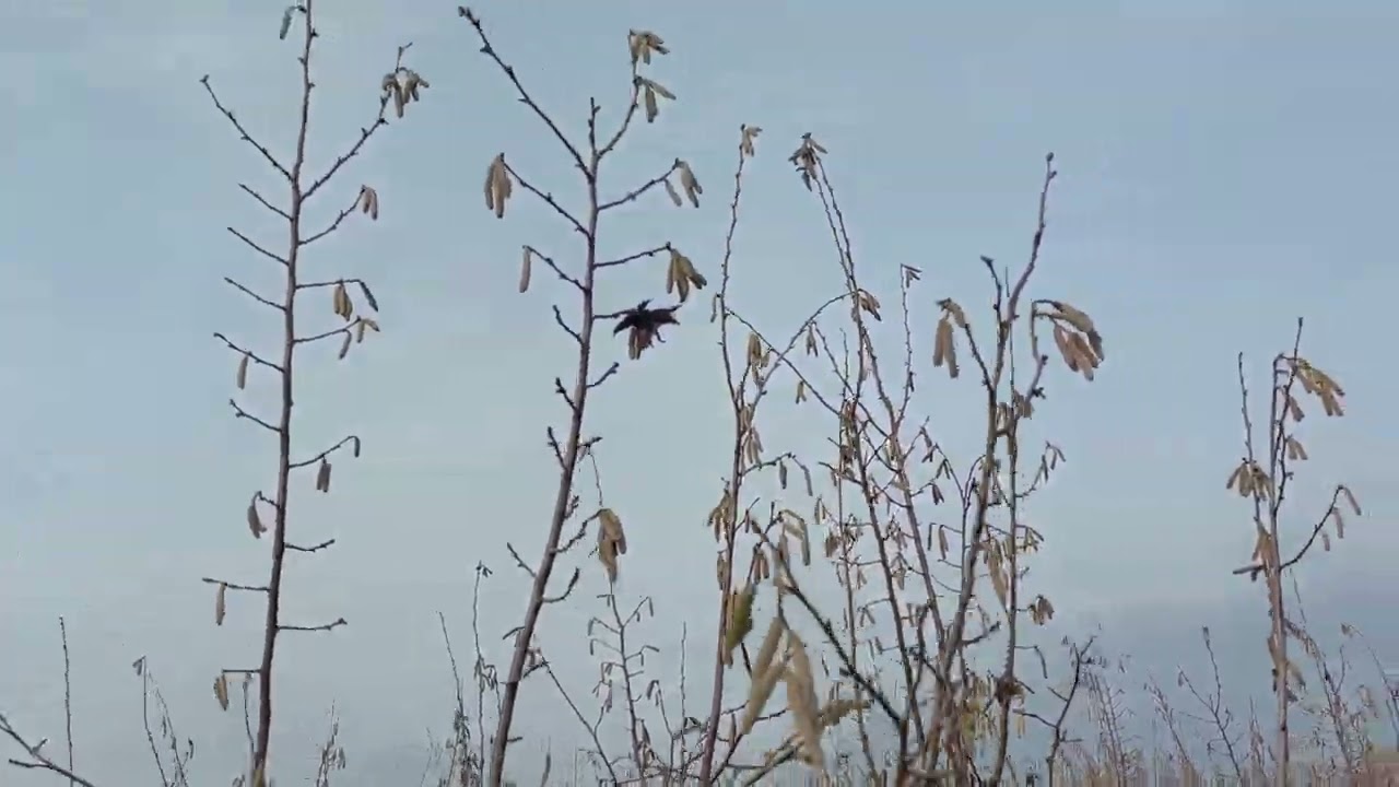 Rezidba  lešnika u 6 godini starosti