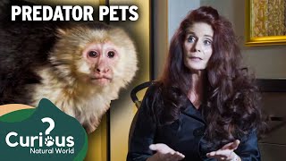 Predator Pets Investigates: Monkey Ownership Risks Uncovered |Curious?