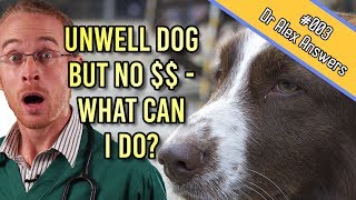 My Dog is Unwell But I Have No Money For The Vet - What Can I Do? - Dog Health Vet Advice