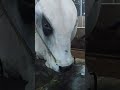 #cow #cowvideos #cows #agro #farm #farmvlog #farmvlogger #farmvideos #এগ্রোফার্ম #গরু #বড়গরু #ষাড়