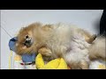 もうひっくり返りポメラニアン🐶こんばんはー🐶