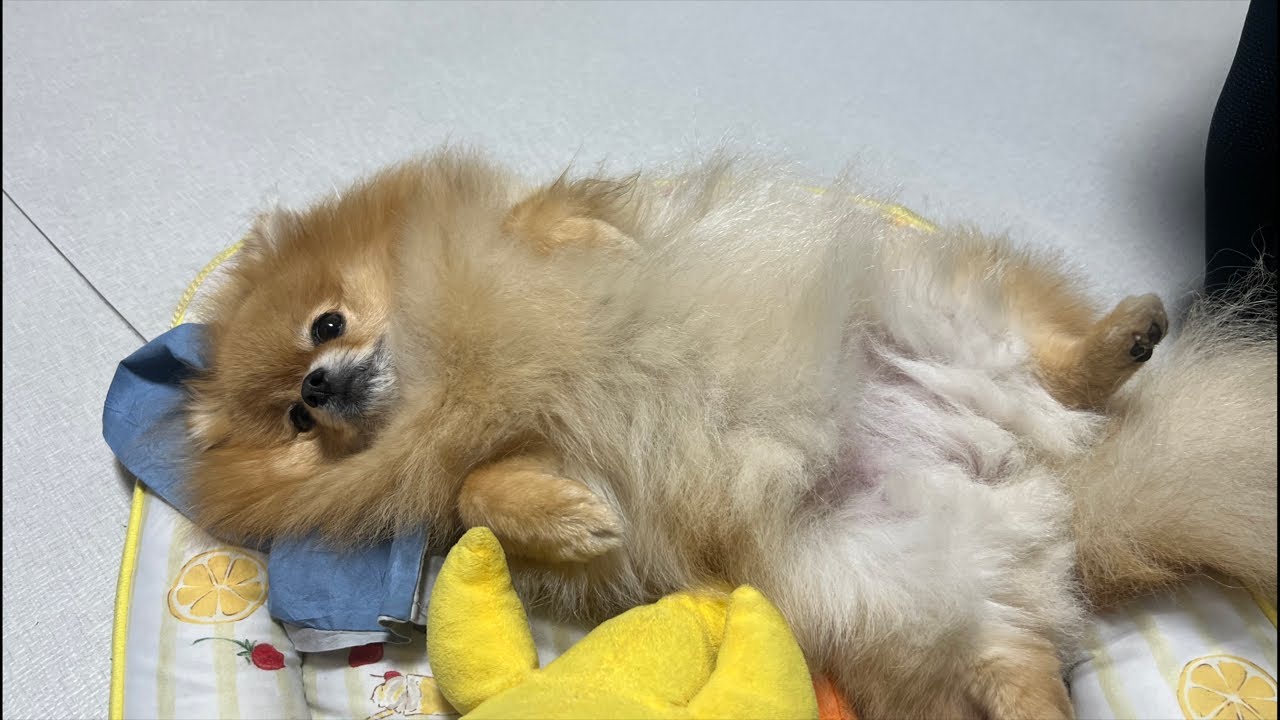 もうひっくり返りポメラニアン🐶こんばんはー🐶