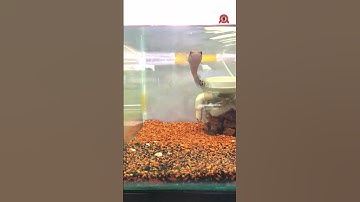 Form batik cá lóc trên hồ kính