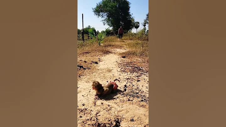 Great video Super SokYaa Very Adorable & Harmony Animals Around The World #shorts