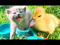 Funny duckling takes care of a meowing kitten and teaches him to eat his food