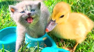 Funny duckling takes care of a meowing kitten and teaches him to eat his food