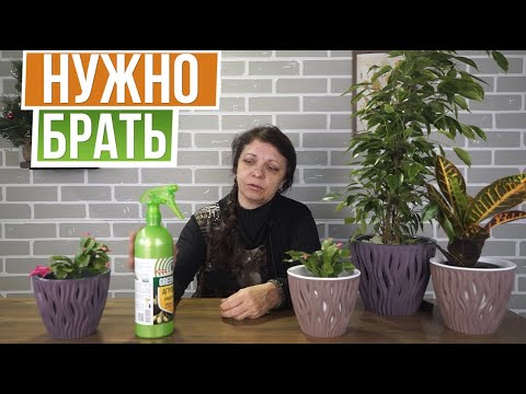 Видео: Что такое инсектицид азадирахтин: использование масла нима и азадирахтина для борьбы с вредителями