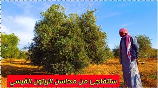 كل ماتريد معرفته عن الزيتون القيسي | محاسن ومساوء الزيتون الخلخالي | الزيتون القيسي