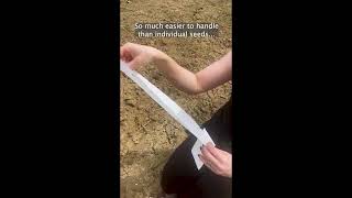 Burpee Lettuce Seed Tape - Burpee Dynamite Lettuce Seeds 500 seeds - Gardening Hacks Seed Strips