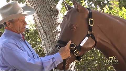 Dually Halter Fitting Instructions #DuallyHalter #MontyRoberts #MontyRobertsDually #HorseTraining