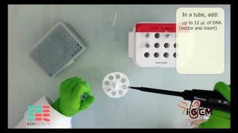 iGEM Protocol of DNA ligation - English soundtrack