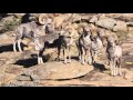 Mongolian wildlife argali  sheep