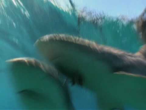 Sharkman - Tonic Immobility